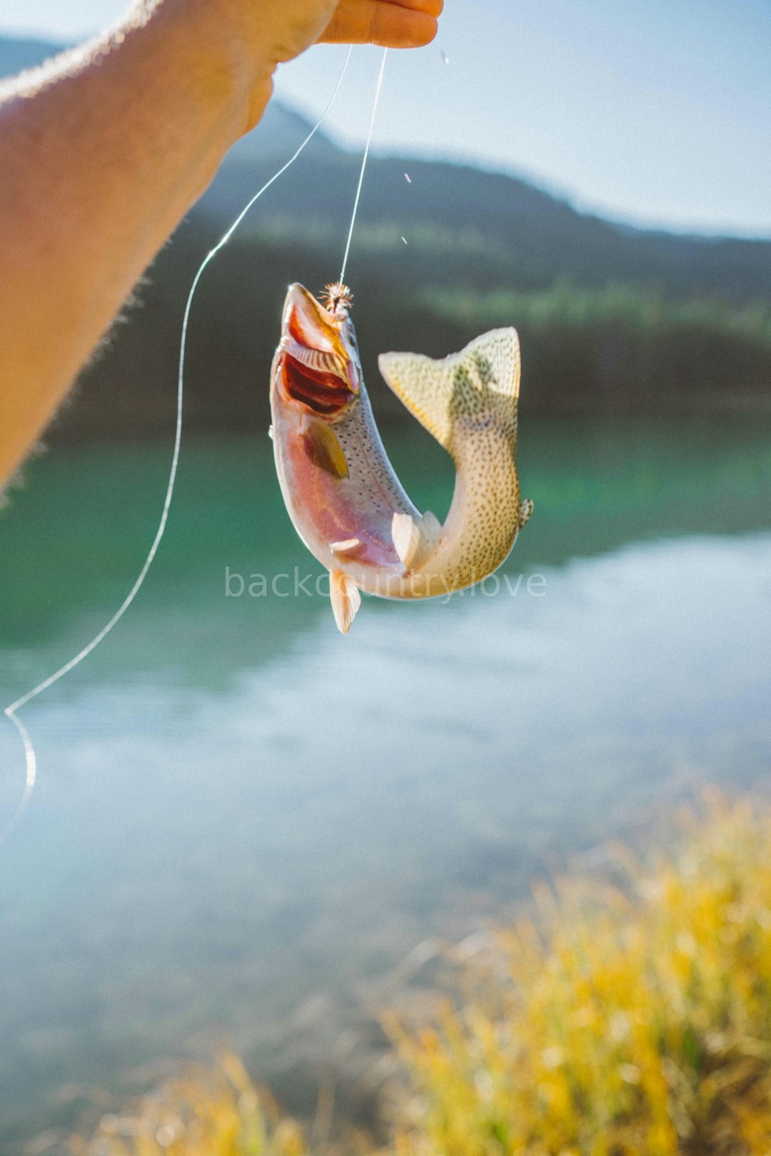 Angler in nature